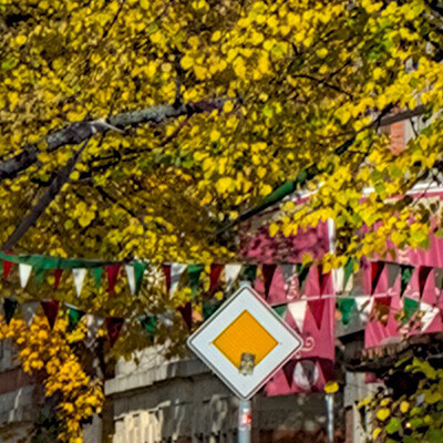 ND800_0005626_anonymized_priort_tree_02_rescaled_crop1