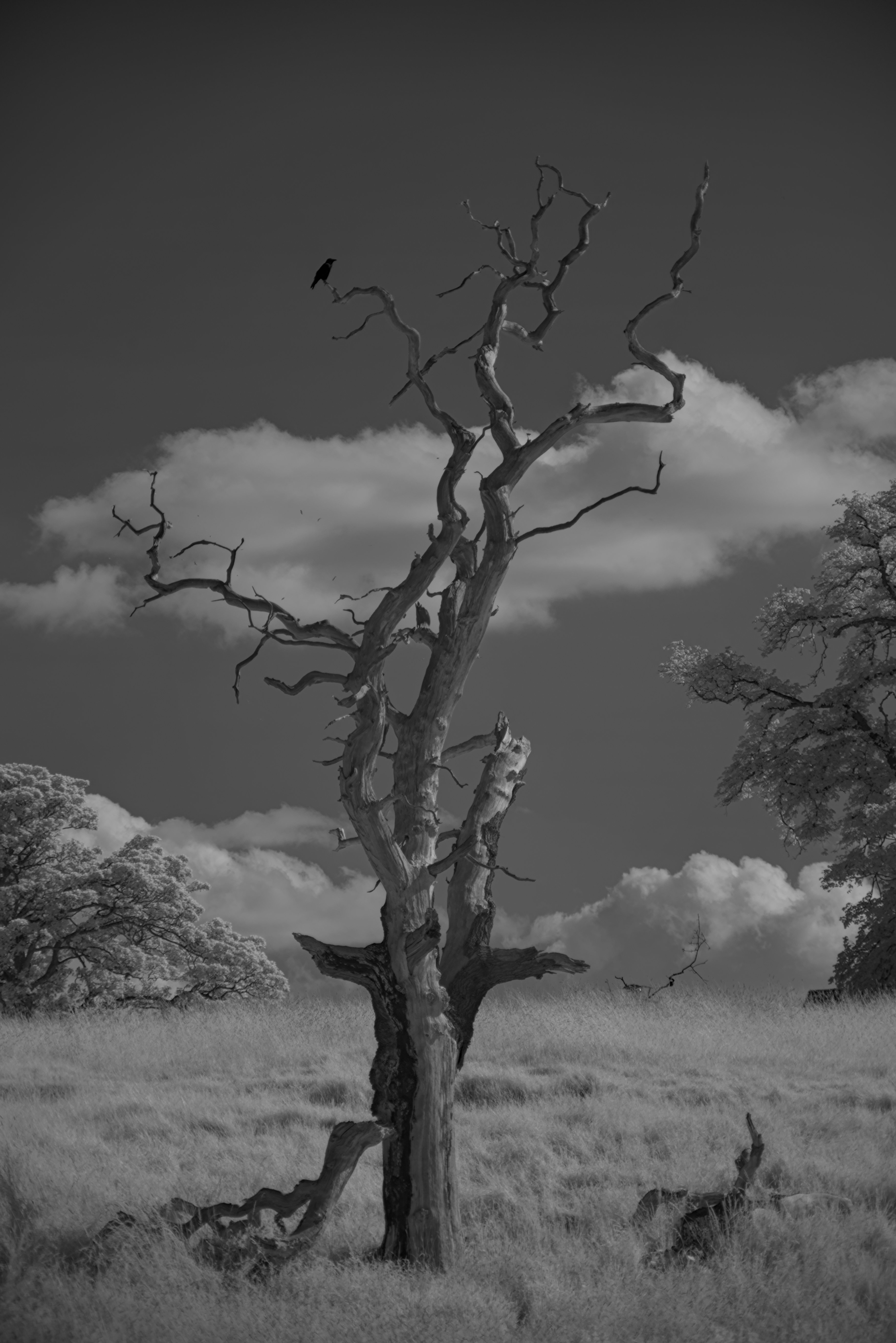 Using Color Calibration for B&W Infrared Contrast? darktable